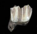 Pleistocene Camel Tooth - Florida #35399-1